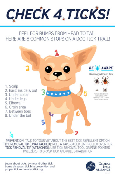 Tick Check Guidelines for Dogs
