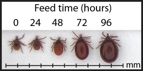 CDC's Tick Feed Time by Size Chart 